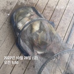양평그린낚시터 유료낚시터 > 양평 그린낚시터 10/27~10/28 조황 정보 : 낚시사랑