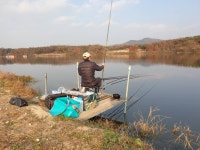 성호낚시터 유료낚시터 > 이천성호낚시터 11월9일 조황정보. : 낚시사랑