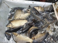 동교낚시터 유료낚시터 > 포천동교낚시터입니다 : 낚시사랑