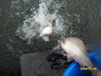 관리낚시터 유료낚시터 > ** 겨울 낚시도 역시 관리 낚시터 입니다 ** : 낚시사랑