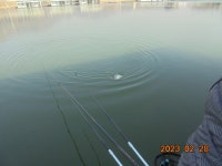 오빈낚시터 유료낚시터 > ~~~아주좋은 조황 보이고 있으며 찌올림 좋습니다~~~ : 낚시사랑