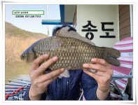 송도좌대 유료낚시터 > 첫 4짜 알현. : 낚시사랑