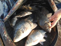 토종계양낚시터 유료낚시터 > ooo 묵직한 손맛!! ooo : 낚시사랑