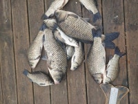 토종계양낚시터 유료낚시터 > ** 4월 1일(토) 삼겹살 드시러 오세요~** : 낚시사랑