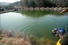 한터낚시터. 유료낚시터 > 한터 낚시터 2022년 4월 1일(토요일) 붕어 향어 대량방류 했습니다. : 낚시사랑