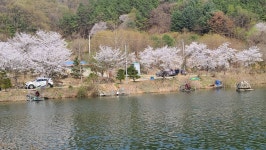 유료터정보 > 유료터점주조황 > 봄시즌 붕어낚시 힐링 수곡낚시터 고마운 단비가 반갑습니다