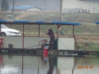 오빈낚시터 유료낚시터 > ~~~현재 폭발적인 조황 보이고 있으며 찌올림 아주 좋습니다~~~ : 낚시사랑
