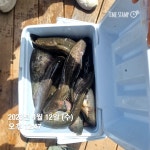 한일지기 유료낚시터 > *한일 메기 전용 낚시터 조황및 방류* : 낚시사랑