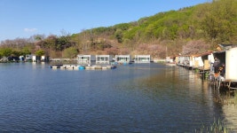 즐거운복상골 유료낚시터 > 복숭아꽃이 절정입니다~~~ : 낚시사랑