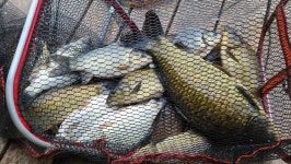 양평수곡낚시터 유료낚시터 > 힐링 수곡낚시터 고른조황이네요 금일붕어방류 완료 : 낚시사랑