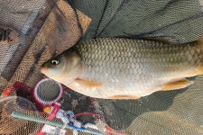 새마을낚시터 유료낚시터 > 주말 성원, 감사~^^ : 낚시사랑