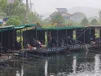 양평메기전용피쉬랜드 유료낚시터 > 양평 메기 전용낚시터//이벤어종 철갑상어 토요일 조황사진입니다 : 낚시사랑