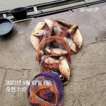용대리낚시터 유료낚시터 > 용대리 조황 정보 및 방류!! : 낚시사랑