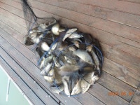 대석낚시터 유료낚시터 > 연휴 스케치.. (감사합니다.) : 낚시사랑