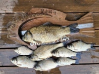 고삼지 양촌 유료낚시터 > 고삼지 상류권 양촌좌대 주중 조황입니다. : 낚시사랑