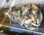 새마을낚시터 유료낚시터 > 물 반 고기 반 : 낚시사랑