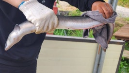 독정낚시터 유료낚시터 > 대물장어 : 낚시사랑