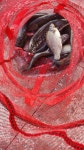 만회터 | 유료터정보 > 유료터점주조황 > 이번주는 만회되길...