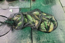 새마을낚시터 유료낚시터 > 주말 조황 폭발적~ : 낚시사랑