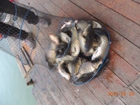 대석낚시터 유료낚시터 > 주말, 주중 스케치 (조황 굿) : 낚시사랑