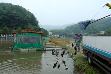 한터낚시터. 유료낚시터 > 한터 낚시터 2023년 5월27일(토요일) 붕어 향어 대량 방류했습니다 : 낚시사랑