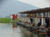 오빈낚시터 유료낚시터 > ～～～자리편차 없는 주말이었으며 현재 아주좋은 조황 보이고 있습니다 ～～～ : 낚시사랑
