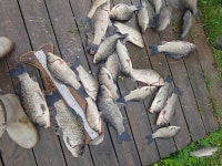 토종계양낚시터 유료낚시터 > ooo 꾸준한 손맛!! ooo : 낚시사랑