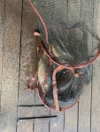 양평-대명낚시터 유료낚시터 > 향어란? 향어답고! 대물터는 대물!! : 낚시사랑