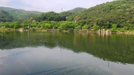 유료터정보 > 유료터점주조황 > 6월둘째주말 양평 수곡낚시터 조황 및 붕어방류 소식입니다