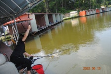 고담낚시터 유료낚시터 > 붕어방류 와 조황입니다 : 낚시사랑