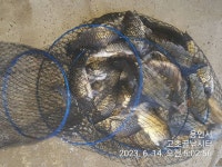 고초골낚시터 유료낚시터 > 고초골 주중 조황 및 어자원 방류 : 낚시사랑