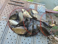 안성 거청낚시터 유료낚시터 > 6 월 15 일 배수없는 거청낚시터 붕어조황 : 낚시사랑