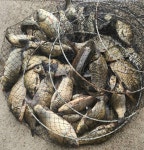 성호낚시터 유료낚시터 > 내가 쏜다.이천성호낚시터. : 낚시사랑