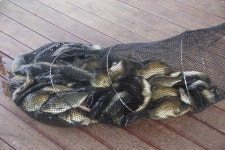 고담낚시터 유료낚시터 > 조황입니다 : 낚시사랑