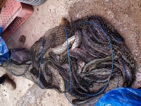 산유낚시터 유료낚시터 > 산유 낚시터 메기. 향어 7월 첫주 조황입니다. : 낚시사랑