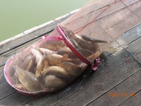 대석낚시터 유료낚시터 > 전 구간 자리 구분없이 호조황 입니다.. : 낚시사랑