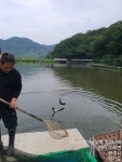 한일지기 유료낚시터 > *한일낚시터 목요일 메기 방류* : 낚시사랑