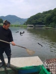 한일지기 유료낚시터 > *한일낚시터 목요일 메기 방류* : 낚시사랑