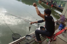 고담낚시터 유료낚시터 > 붕어방류 와 조황입니다 : 낚시사랑