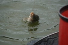 고담낚시터 유료낚시터 > 대박조황 : 낚시사랑