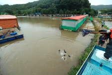 한터낚시터. 유료낚시터 > 한터 낚시터 2023년 07월14일 향어 잉어 대량방류했습니다. : 낚시사랑