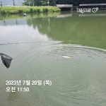 한일지기 유료낚시터 > ***한일낚시터 목요일 메기 방류*** : 낚시사랑