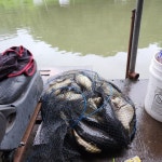 신기 낚시터 유료낚시터 > 신기낚시터 7월 셋 째주 조황안내 : 낚시사랑