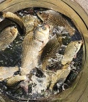 성호낚시터 유료낚시터 > 허리급에 월척 대박 마릿수 이천성호낚시터. : 낚시사랑