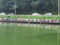 남전지기 유료낚시터 > 주말조황 및 방류소식 : 낚시사랑