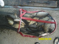 오빈낚시터 유료낚시터 > ~~~ 기복없이 꾸준한 조황 보이고 있습니다 ~~~ : 낚시사랑