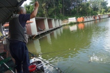 고담낚시터 유료낚시터 > 붕어방류 와 조황입니다 : 낚시사랑