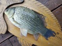 서울좌대 유료낚시터 > 송전지서울좌대8월13일조황 : 낚시사랑