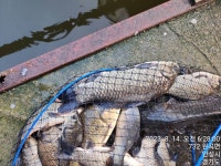 독정낚시터 유료낚시터 > 강제로 오름수 : 낚시사랑