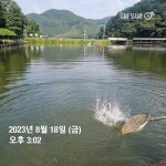한일지기 유료낚시터 > ***한일낚시터 8월18일 금요일 붕어 방류*** : 낚시사랑
